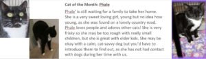Cat of the month: Phale
