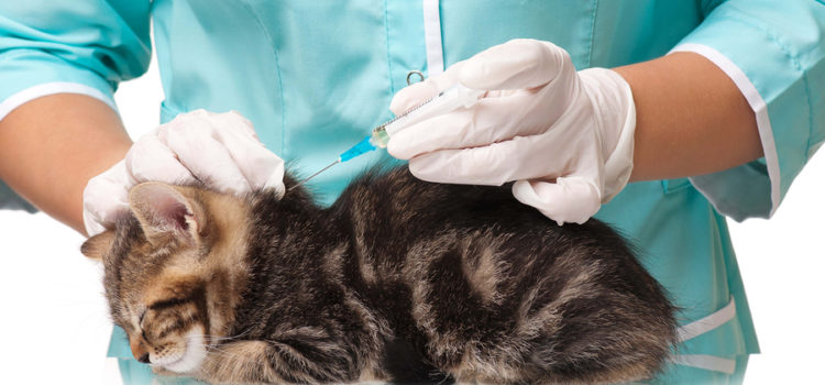 Pet vaccine