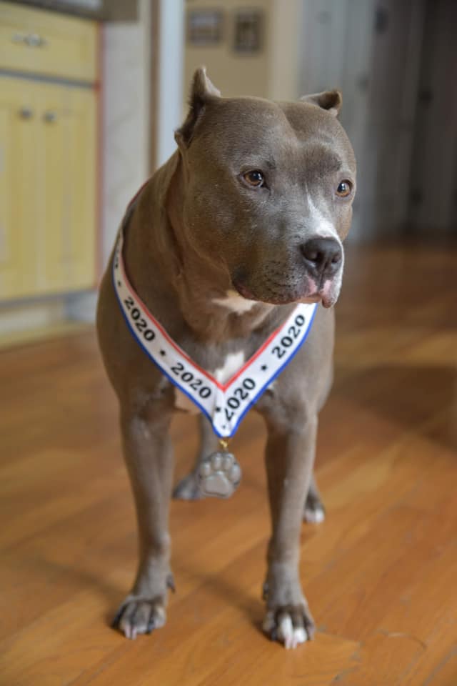 dog with race medal