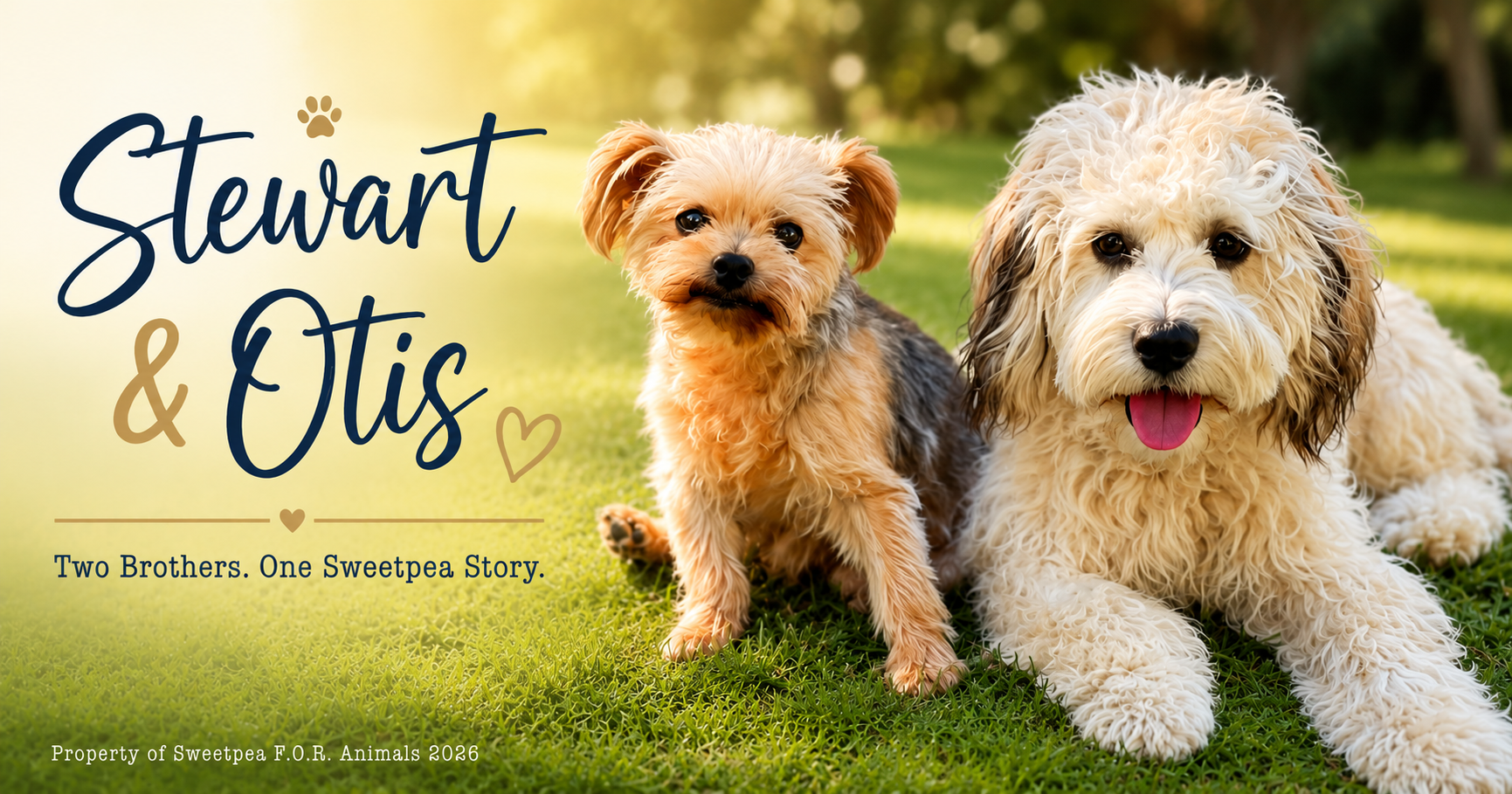 Stewart & Otis: Two Brothers, One Sweetpea  Story 🐾